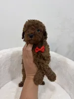 Red male, a male Poodle - Toy  for sale in Spartanburg, SC – 5 of 6