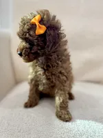 processed/7d52c70b-aec6-4c95-9ab1-12182051f0b7/listing/24f30611-5f0c-45d5-af36-d89ef6ec1dc3/217e0e45-670f-4d15-adb5-de8614da4d4b