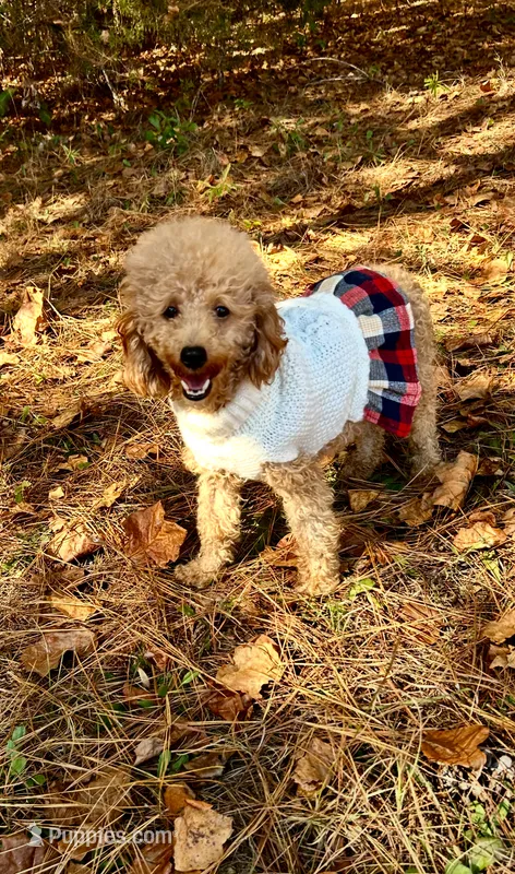 Stella – Poodle - Miniature  puppy for sale in Spartanburg, SC