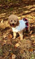 Stella, a female Poodle - Miniature  for sale in Spartanburg, SC – 1 of 3