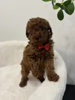 Red male, a male Poodle - Toy  for sale in Spartanburg, SC – 6 of 6
