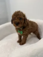 Green male, a male Poodle - Toy  for sale in Spartanburg, SC – 4 of 6