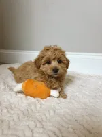 Toby, a male Maltipoo for sale in Spartanburg, SC – 1 of 3