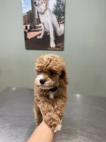Teddy- tiny cavapoo, a male Cavapoo for sale in Spartanburg, SC – 6 of 6