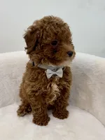 Grey male, a male Poodle - Toy  for sale in Spartanburg, SC – 4 of 7