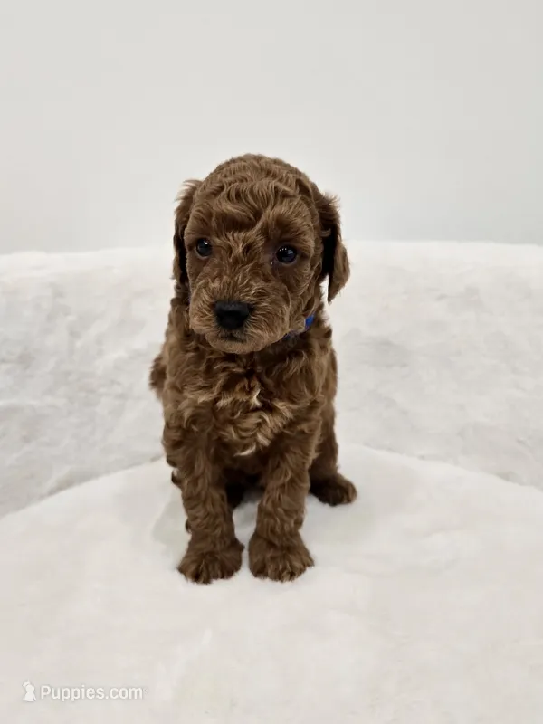Lola’s Blue male  – Poodle - Toy  puppy for sale in Spartanburg, SC