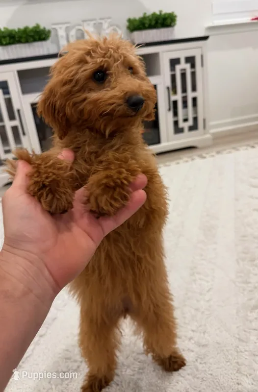 Rosie – Poodle - Toy  puppy for sale in Spartanburg, SC
