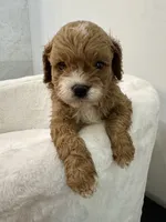Teddy Cavapoo, a male Cavapoo and Poodle - Toy  for sale in Spartanburg, SC – 3 of 5