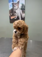 Teddy- tiny cavapoo, a male Cavapoo for sale in Spartanburg, SC – 2 of 6