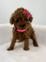 Pink tiny, a female Poodle - Toy  for sale in Spartanburg, SC – 4 of 5