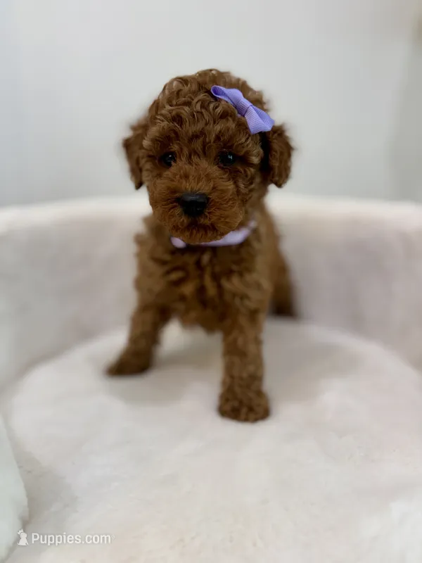 Purple female – Poodle - Toy  puppy for sale in Spartanburg, SC