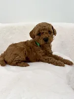 Lola’s Green boy, a male Poodle - Toy  for sale in Spartanburg, SC – 2 of 4