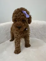 Purple female, a female Poodle - Toy  for sale in Spartanburg, SC – 2 of 5