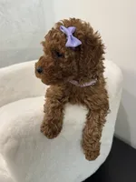 Purple female, a female Poodle - Toy  for sale in Spartanburg, SC – 5 of 5