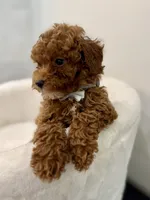 Grey male, a male Poodle - Toy  for sale in Spartanburg, SC – 5 of 7