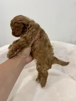 Leo-Cavapoo, a male Cavalier King Charles Spaniel and Poodle - Toy  for sale in Spartanburg, SC – 4 of 5