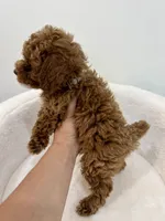 Grey male, a male Poodle - Toy  for sale in Spartanburg, SC – 7 of 7