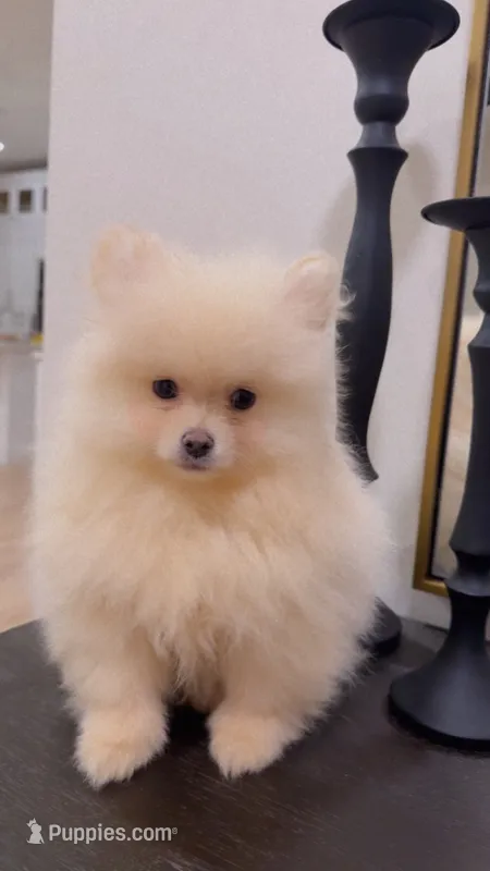 Rafin  – Pomeranian puppy for sale in Spartanburg, SC