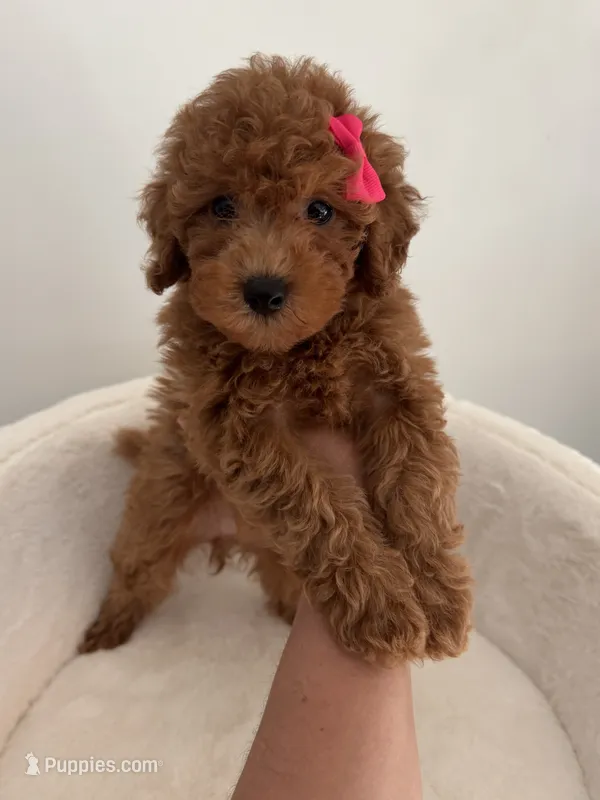Pink female – Poodle - Toy  puppy for sale in Spartanburg, SC