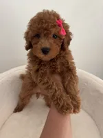Pink female, a female Poodle - Toy  for sale in Spartanburg, SC – 1 of 4