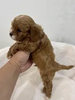 Teddy Cavapoo, a male Cavapoo and Poodle - Toy  for sale in Spartanburg, SC – 5 of 5