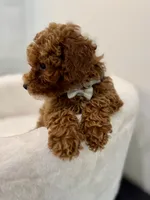 Grey male, a male Poodle - Toy  for sale in Spartanburg, SC – 6 of 7