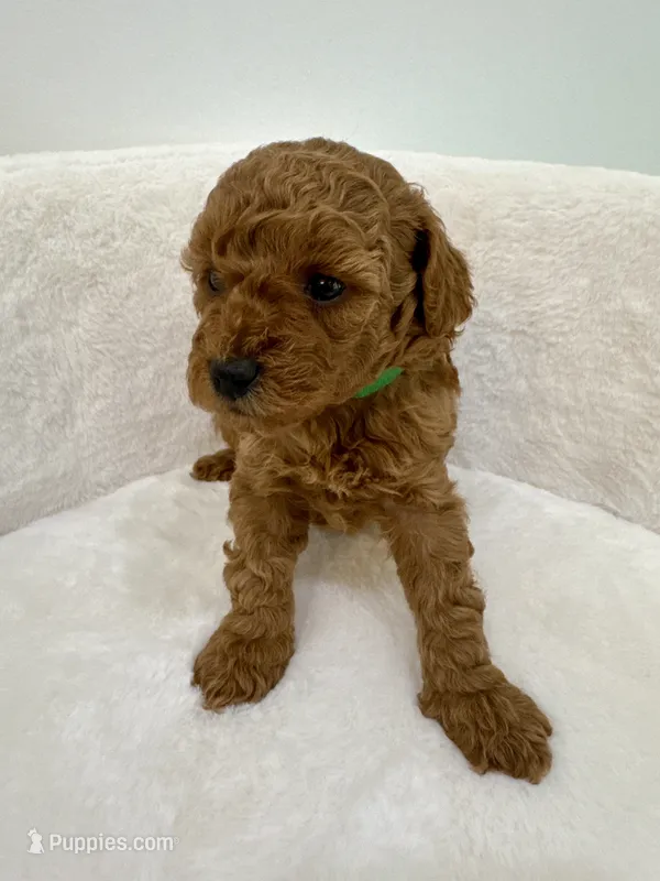 Lola’s Green boy, a male Poodle - Toy  for sale in Spartanburg, SC – 1 of 4