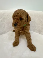 Lola’s Green boy, a male Poodle - Toy  for sale in Spartanburg, SC – 1 of 4