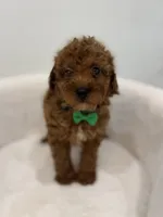 Green male, a male Poodle - Toy  for sale in Spartanburg, SC – 2 of 6