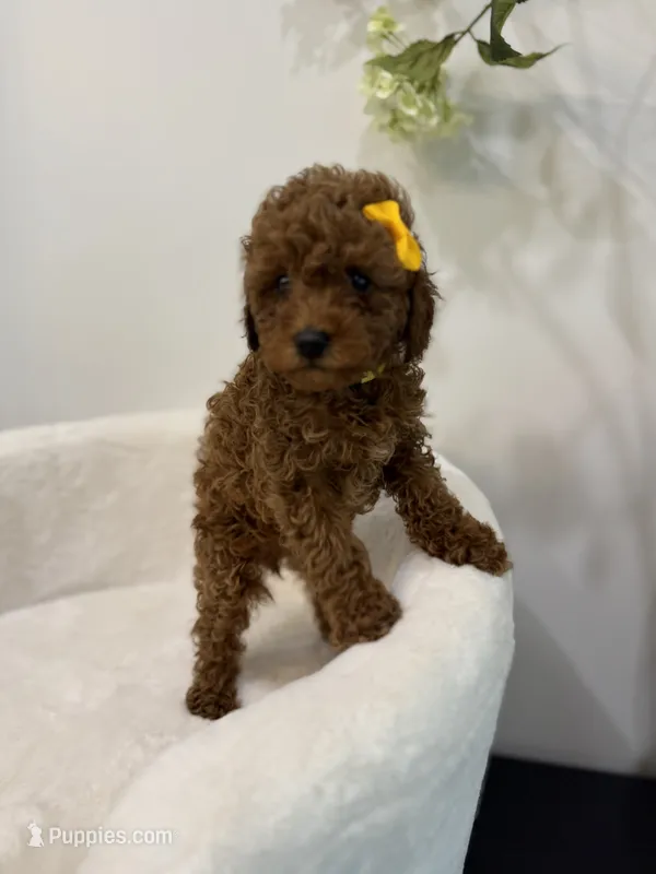 Tiny yellow girl – Poodle - Toy  puppy for sale in Spartanburg, SC