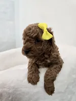 Yellow tiny female , a female Poodle - Toy  for sale in Spartanburg, SC – 2 of 4