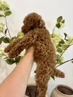 Black male , a male Poodle - Toy  for sale in Spartanburg, SC – 6 of 6