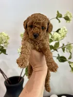 Lola’s Green boy, a male Poodle - Toy  for sale in Spartanburg, SC – 4 of 4