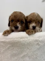 Leo-Cavapoo, a male Cavalier King Charles Spaniel and Poodle - Toy  for sale in Spartanburg, SC – 2 of 5