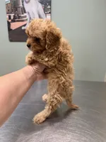 Bella-tiny Cavapoo, a female Cavalier King Charles Spaniel and Poodle - Toy  for sale in Spartanburg, SC – 5 of 6