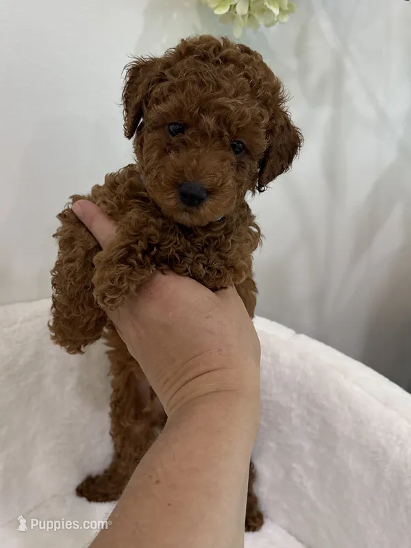 Lola’s Blue male  – Poodle - Toy  puppy for sale in Spartanburg, SC