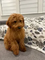 Rosie, a female Poodle - Toy  for sale in Spartanburg, SC – 3 of 3