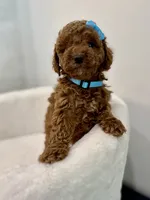 Blue female, a female Poodle - Toy  for sale in Spartanburg, SC – 2 of 7