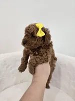 Yellow tiny female , a female Poodle - Toy  for sale in Spartanburg, SC – 4 of 4