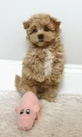Bella , a female Maltipoo for sale in Spartanburg, SC – 2 of 3