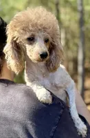 Stella, a female Poodle - Miniature  for sale in Spartanburg, SC – Photo 2 of 3