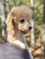 Stella, a female Poodle - Miniature  for sale in Spartanburg, SC – Photo 1 of 3