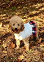 Stella, a female Poodle - Miniature  for sale in Spartanburg, SC – Photo 3 of 3