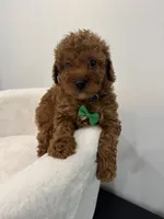 Green male, a male Poodle - Toy  for sale in Spartanburg, SC – 6 of 6