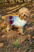 Stella, a female Poodle - Miniature  for sale in Spartanburg, SC – 2 of 3