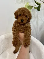 Black male , a male Poodle - Toy  for sale in Spartanburg, SC – 2 of 6