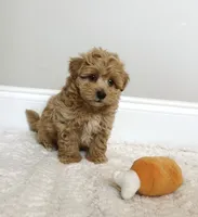 Toby, a male Maltipoo for sale in Spartanburg, SC – 2 of 3