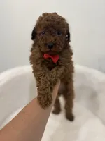 Red male, a male Poodle - Toy  for sale in Spartanburg, SC – 2 of 6