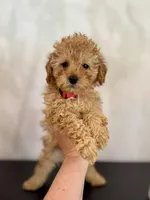 Red male, a male Poodle - Toy  and Poodle - Miniature  for sale in Spartanburg, SC – Photo 1 of 3
