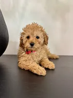 Red male, a male Poodle - Toy  and Poodle - Miniature  for sale in Spartanburg, SC – Photo 3 of 3